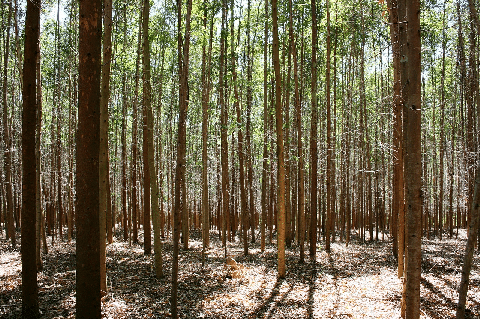 Como a consultoria florestal pode ajudar sua empresa a certificar no FSC?