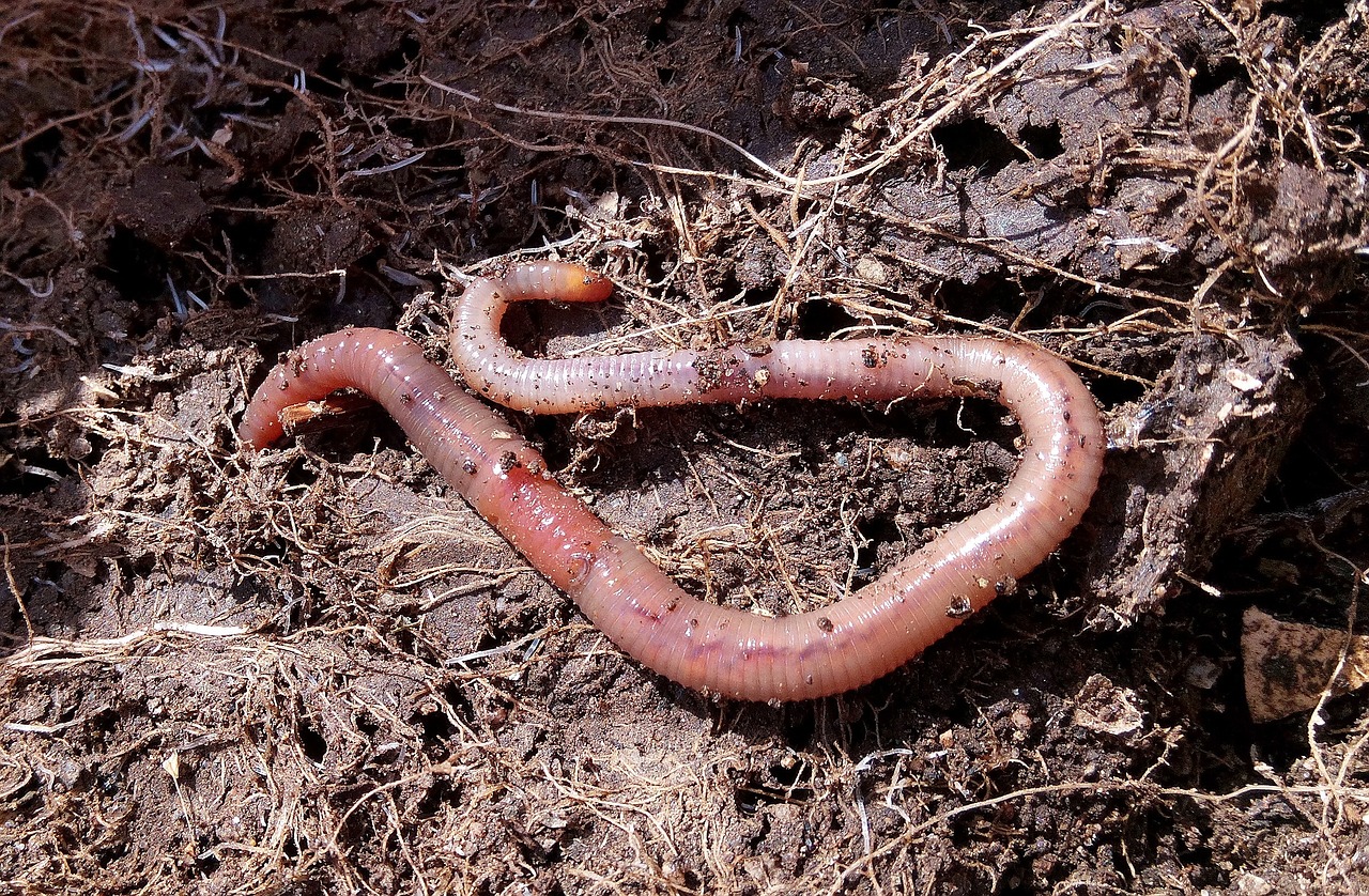 Vermicompostagem